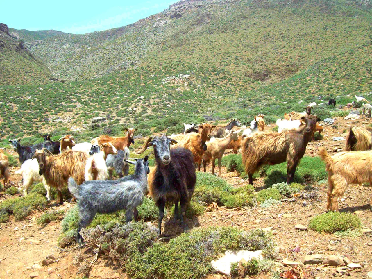 Jeep Safari, creșterea caprelor și fabricarea brânzei