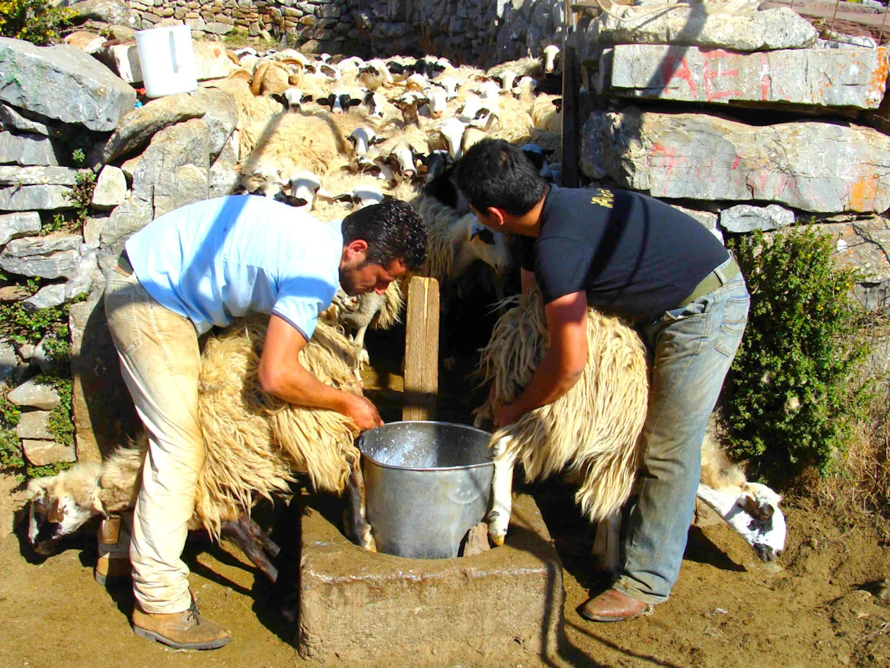 Джип-сафари, разведение коз и изготовление сыра